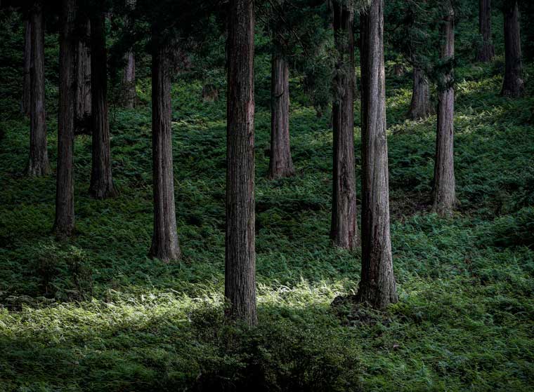 吉野杉の山林（撮影 Hisao Suzuki,2022）